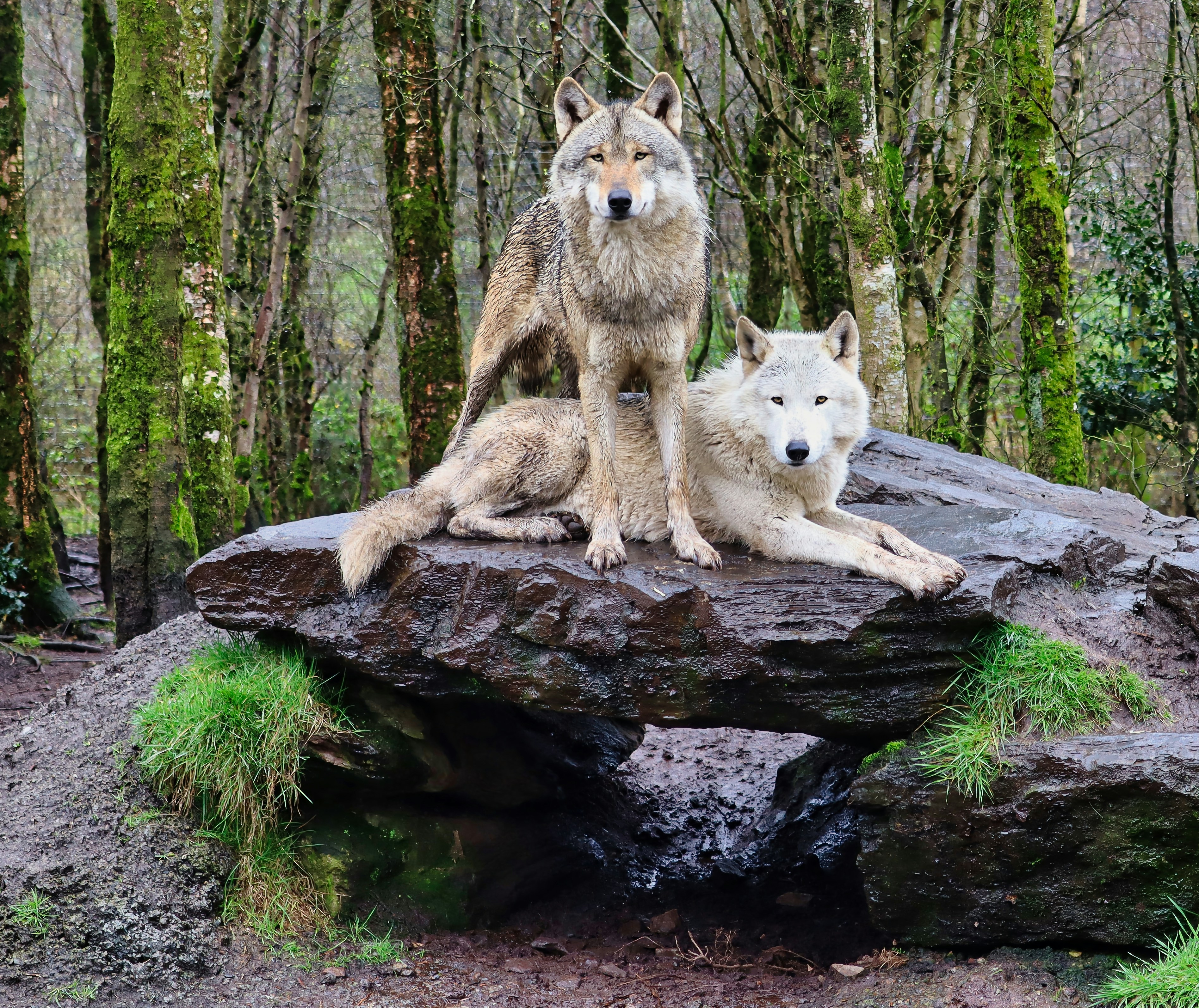 Two Wolves looking at the photographer Dee Wee